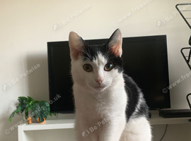 Black And White tuxedo kitten