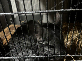 2  chinchillas