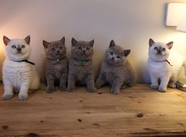 Chunky Pedigree British Shorthair kittens