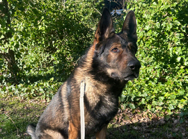 Stuning Gsd Male for Stud