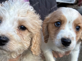 Cavachon Puppies