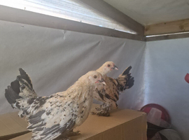 Sablepoot chickens available