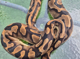 2 adult female ball pythons available