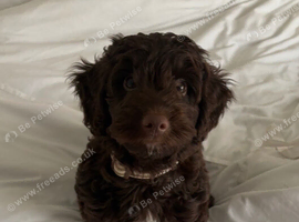 Gorgeous puppy