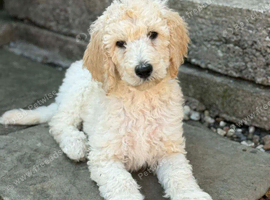 READY NOW! Standard poodle puppies kc registered