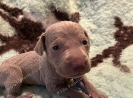 KC Registered Weimaraner Puppies
