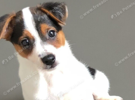 Bob tail Two  jack Russell