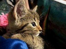 Reserved pending viewing on Saturday - Spotted Tabby Kitten for rehome.