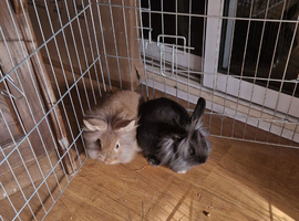 Mini Lop Lionhead x Mini Lop babies