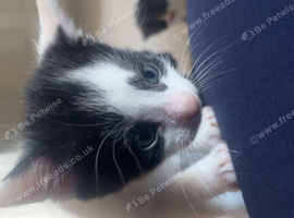 6 beautiful kittens for sale