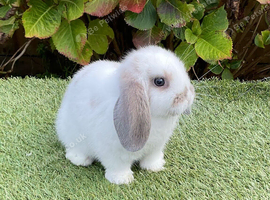 Pure bred mini lop .