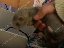 Baby ferret check description