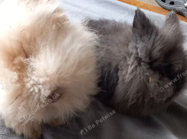 About 16-18 month female lion heads (2x)