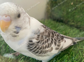 Young budgie