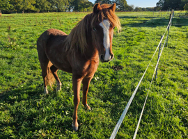 Welsh section a pony