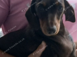 1 year old Mini dashund for sale