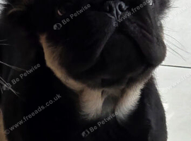 Fluffy french bulldog puppies
