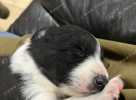 Border collie puppies