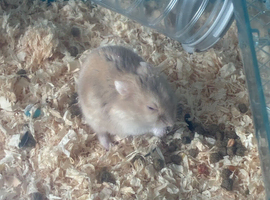 Russian hamster
