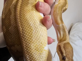 CARAMEL PIED BALL PYTHON