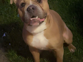English Bulldog &times; Boxer