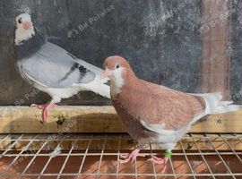 Birmingham roller pigeons