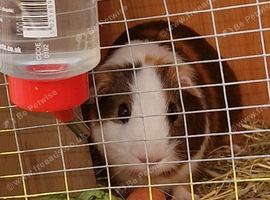 Guinea pig