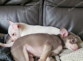 2 chihuahua puppies left - ready Tues 14th