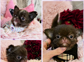 Xx Quality chihuahua longcoat chocolate Xx