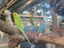 20 baby budgies (7weeks to 10 weeks)