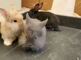 Mini lop lion heads
