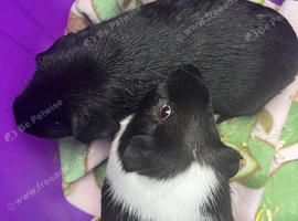 Bonded male guinea pigs x2
