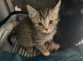Three female kittens one black brindle and to tabby&rsquo;s