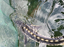 Diamond back sturgeon for sale