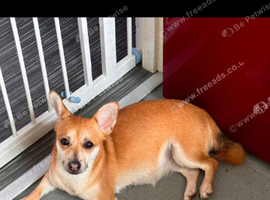 Forever home needed