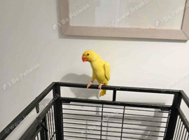 Ringneck for sale bradford