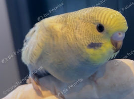 Baby Budges