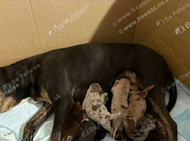 American bully x
