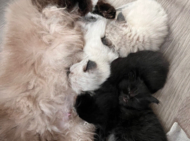 Cute mix ragdoll and BS champions are  for you