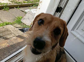 Lassie !