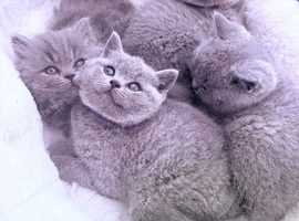 Gorgeous British shorthair kittens