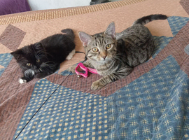 Kittens