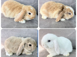 Mini Lop Rabbits