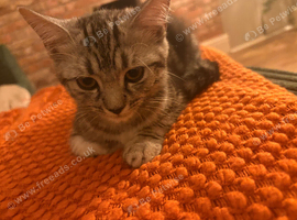 British Shorthair silver tabby crosses
