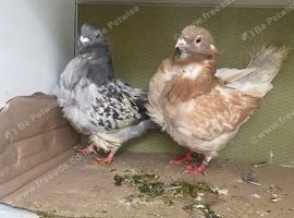 Pair of Chinese owl pigeons in blakcburn
