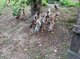 Ducklings for sale