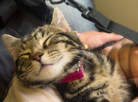 gorgeous 6 month old female kitten