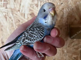 Baby budgies