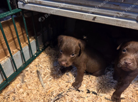 Chocolate, patterdale puppys!