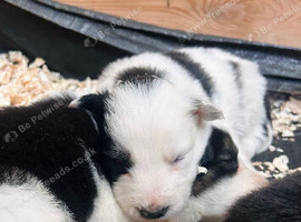 Lovely border collie puppies